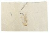 Cretaceous Fossil Shrimp - Lebanon #376338-1